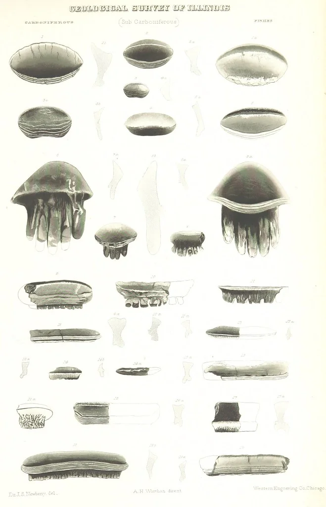 An illustration from Geological Survey of Illinois. A. H. Worthen, Director, 1866, leaf 521