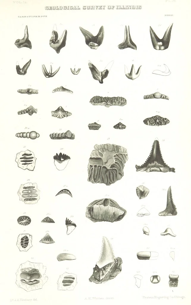 An illustration from Geological Survey of Illinois. A. H. Worthen, Director, 1866, leaf 525
