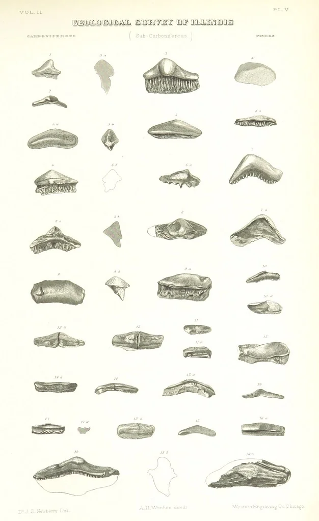 An illustration from Geological Survey of Illinois. A. H. Worthen, Director, 1866, leaf 529
