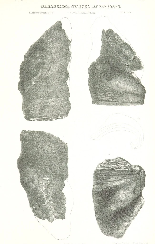 An illustration from Geological Survey of Illinois. A. H. Worthen, Director, 1866, leaf 537