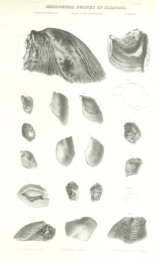 An illustration from Geological Survey of Illinois. A. H. Worthen, Director, 1866, leaf 541
