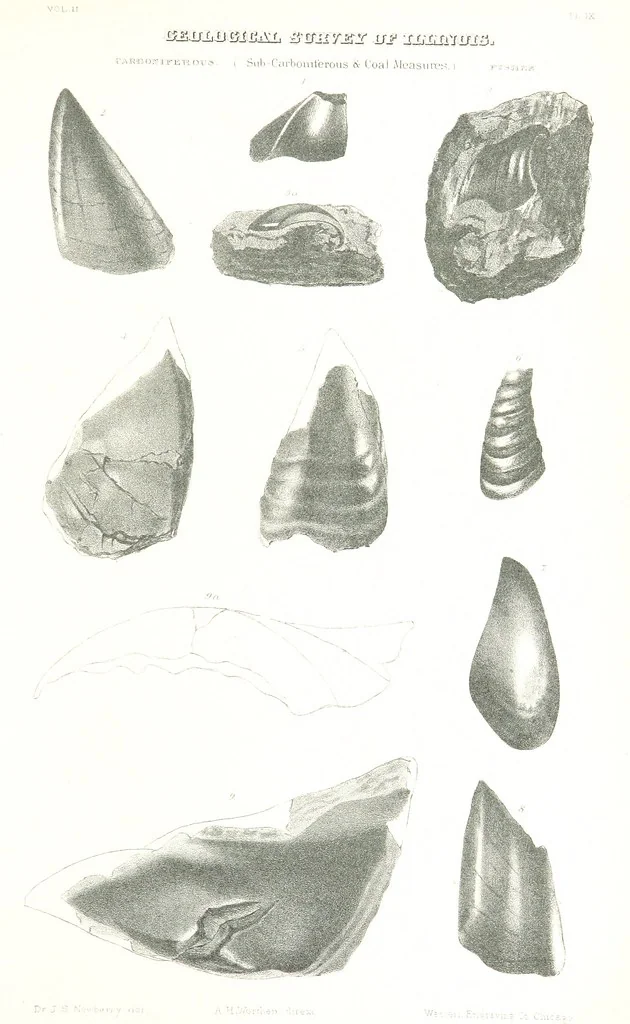 An illustration from Geological Survey of Illinois. A. H. Worthen, Director, 1866, leaf 545