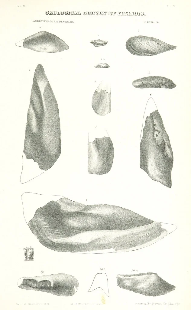An illustration from Geological Survey of Illinois. A. H. Worthen, Director, 1866, leaf 549