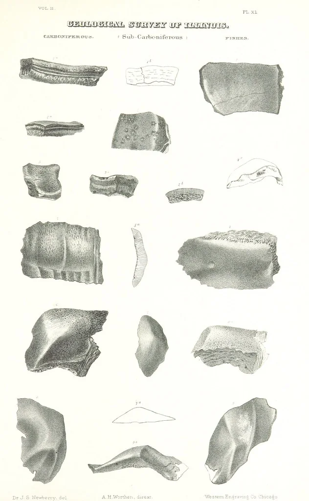 An illustration from Geological Survey of Illinois. A. H. Worthen, Director, 1866, leaf 553