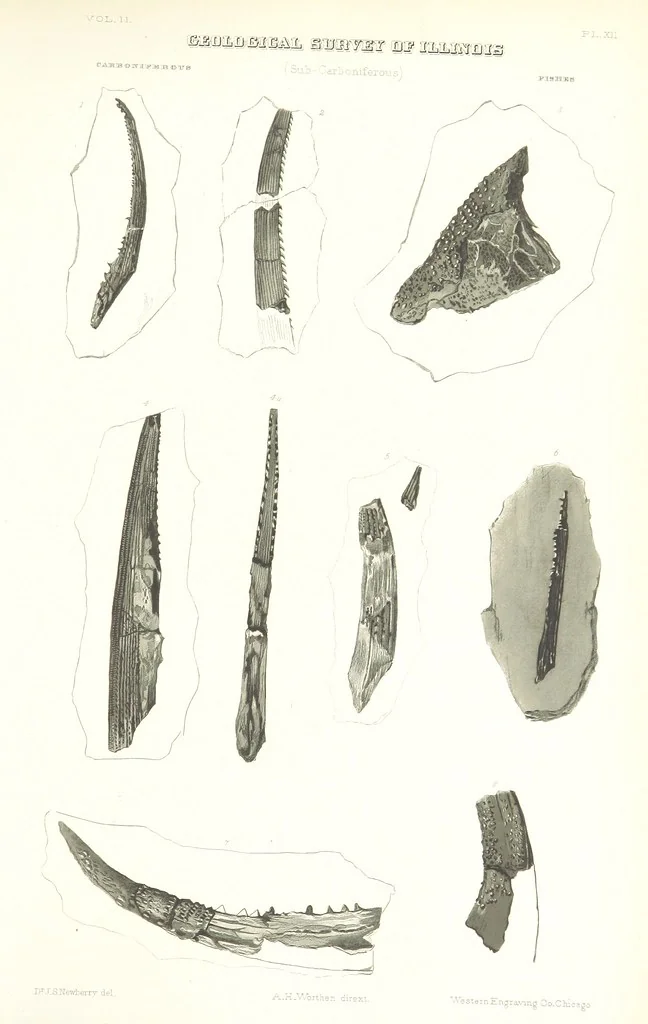 An illustration from Geological Survey of Illinois. A. H. Worthen, Director, 1866, leaf 557