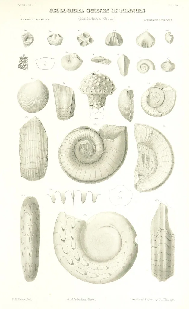 An illustration from Geological Survey of Illinois. A. H. Worthen, Director, 1866, leaf 565
