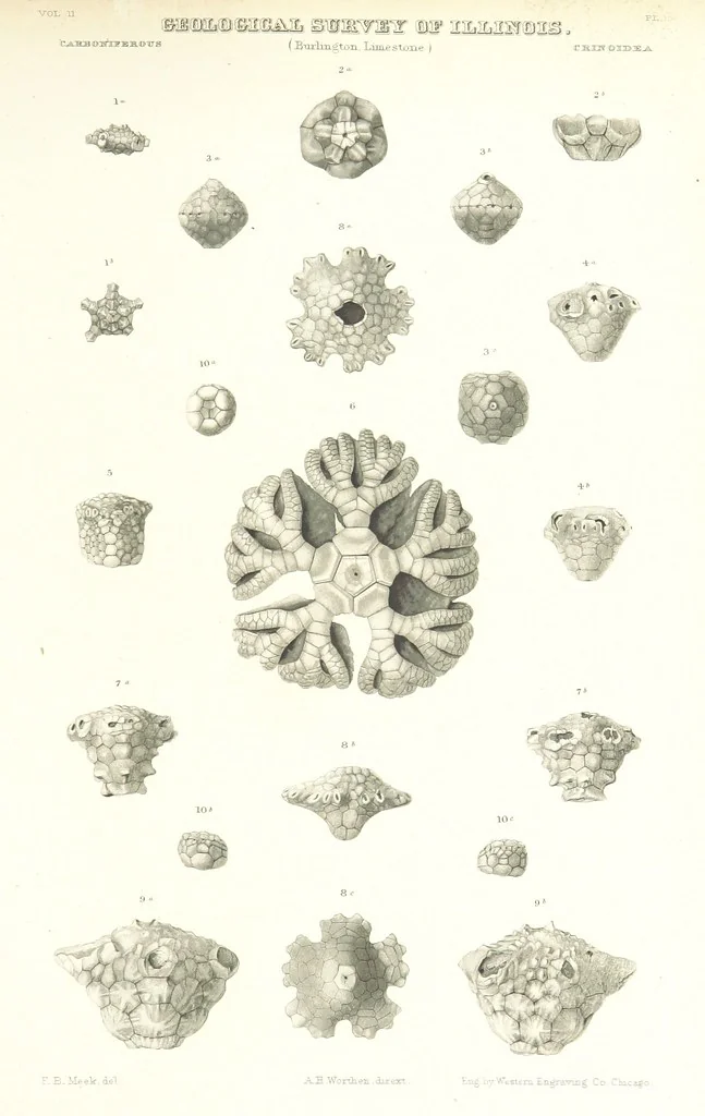 An illustration from Geological Survey of Illinois. A. H. Worthen, Director, 1866, leaf 569