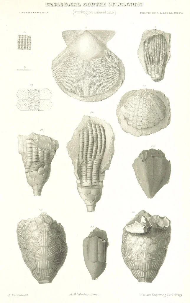 An illustration from Geological Survey of Illinois. A. H. Worthen, Director, 1866, leaf 573