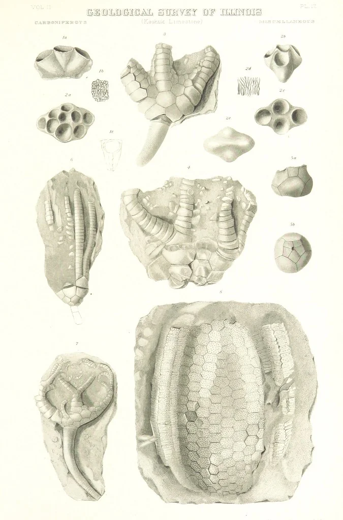 An illustration from Geological Survey of Illinois. A. H. Worthen, Director, 1866, leaf 577