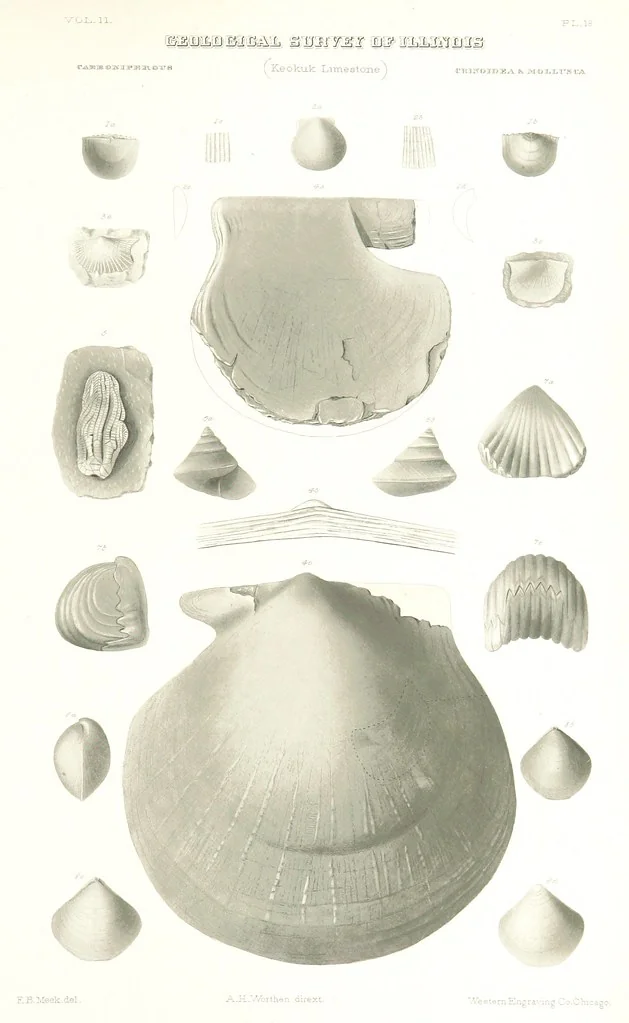 An illustration from Geological Survey of Illinois. A. H. Worthen, Director, 1866, leaf 581