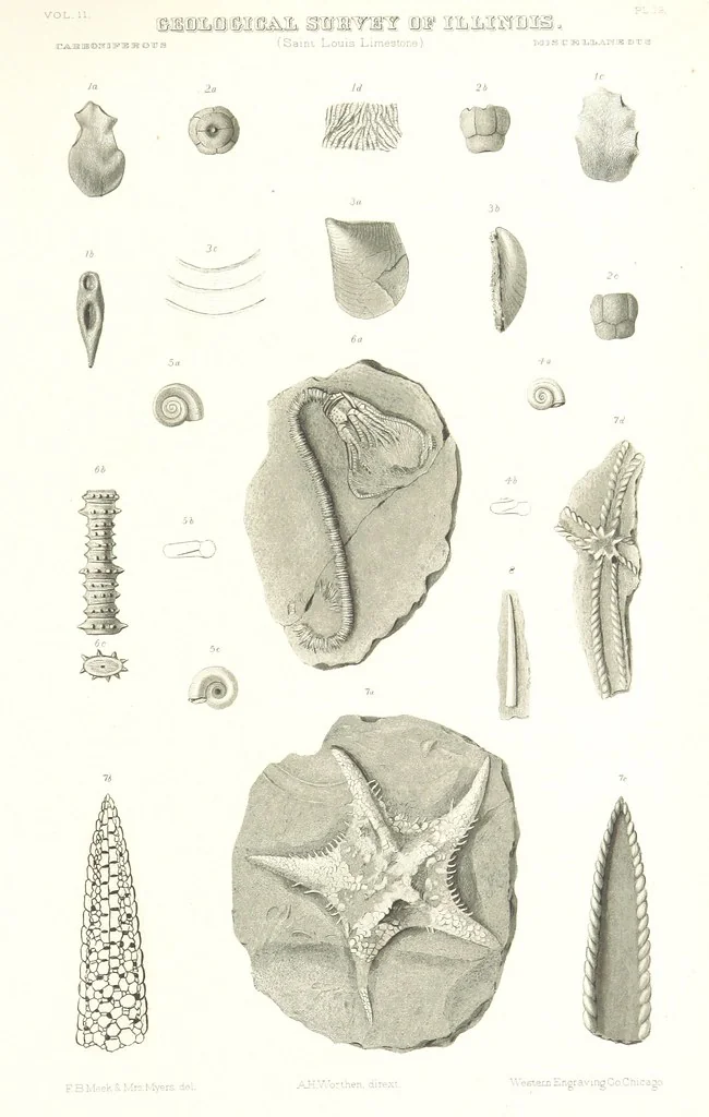An illustration from Geological Survey of Illinois. A. H. Worthen, Director, 1866, leaf 585
