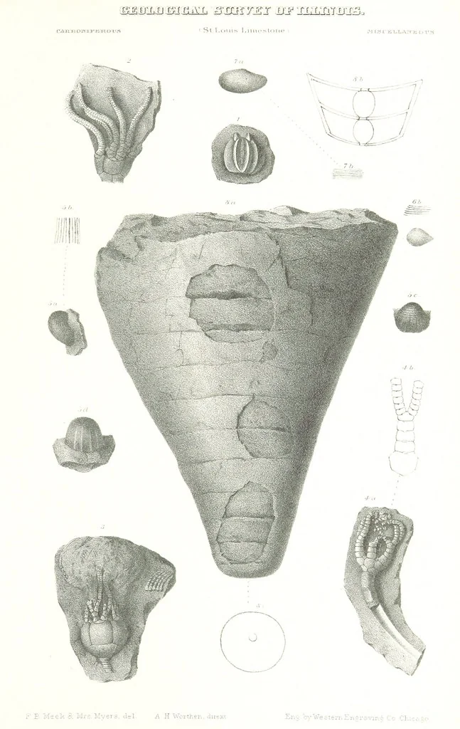 An illustration from Geological Survey of Illinois. A. H. Worthen, Director, 1866, leaf 589