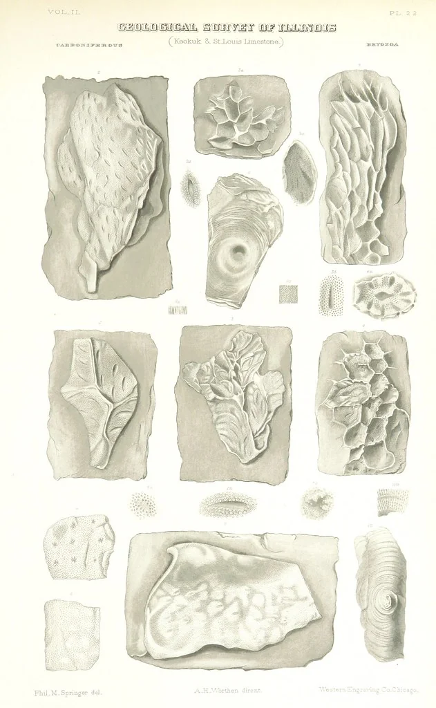 An illustration from Geological Survey of Illinois. A. H. Worthen, Director, 1866, leaf 597