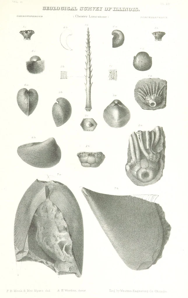 An illustration from Geological Survey of Illinois. A. H. Worthen, Director, 1866, leaf 601