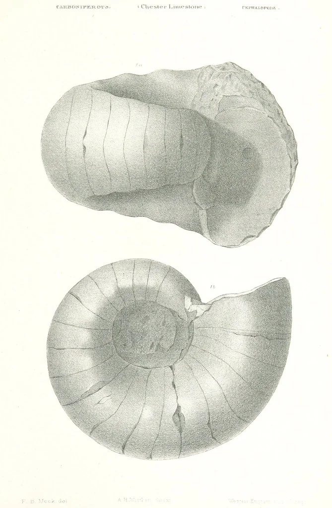 An illustration from Geological Survey of Illinois. A. H. Worthen, Director, 1866, leaf 609
