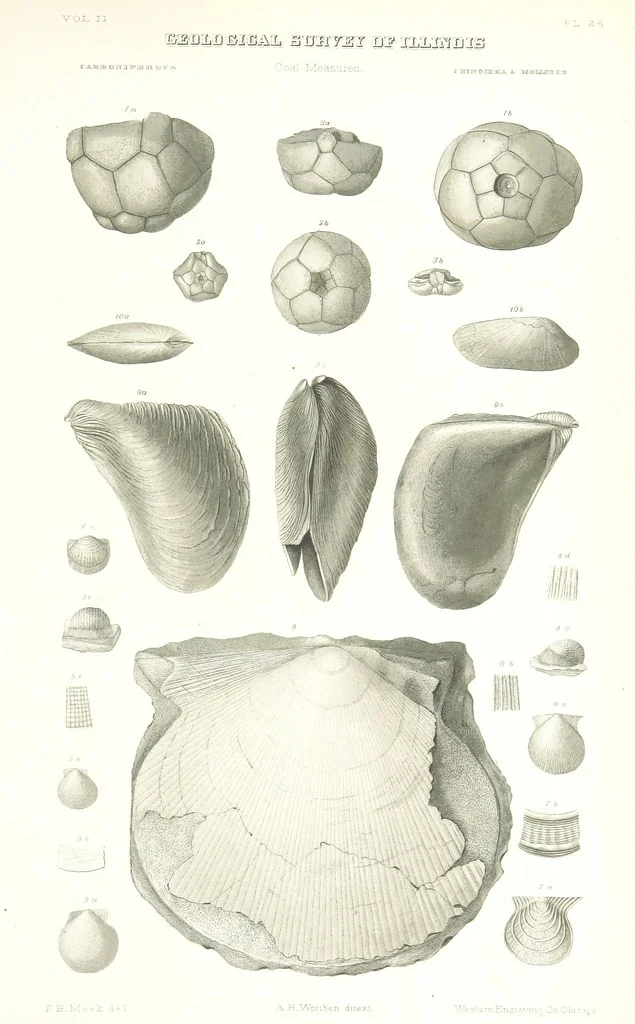 An illustration from Geological Survey of Illinois. A. H. Worthen, Director, 1866, leaf 613