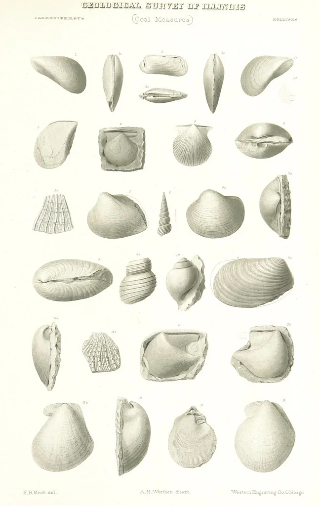 An illustration from Geological Survey of Illinois. A. H. Worthen, Director, 1866, leaf 617
