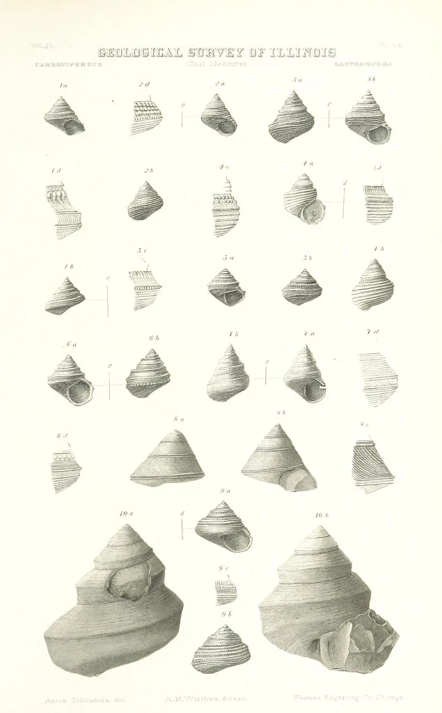 An illustration from Geological Survey of Illinois. A. H. Worthen, Director, 1866, leaf 621