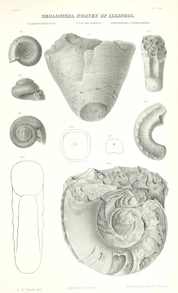 An illustration from Geological Survey of Illinois. A. H. Worthen, Director, 1866, leaf 625