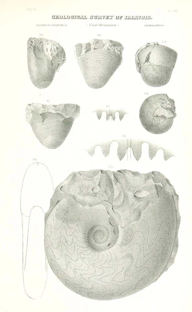 An illustration from Geological Survey of Illinois. A. H. Worthen, Director, 1866, leaf 629