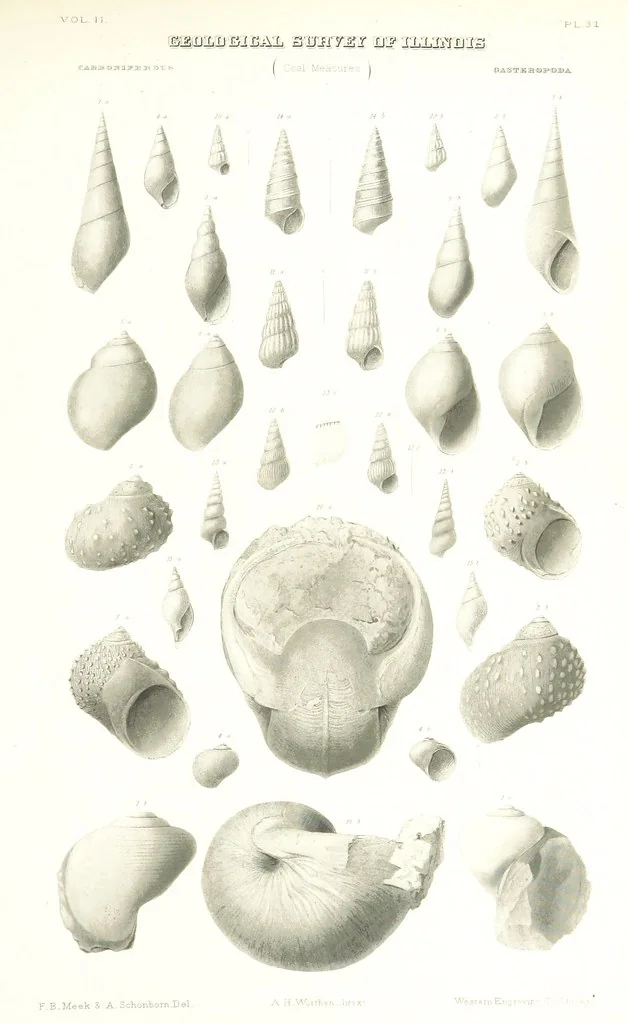 An illustration from Geological Survey of Illinois. A. H. Worthen, Director, 1866, leaf 633