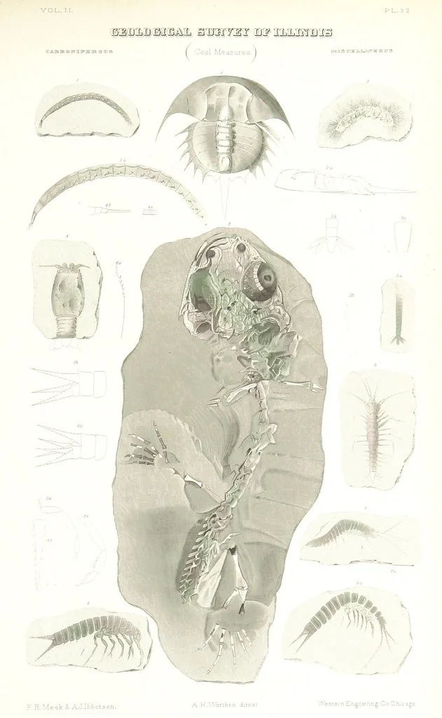 An illustration from Geological Survey of Illinois. A. H. Worthen, Director, 1866, leaf 637