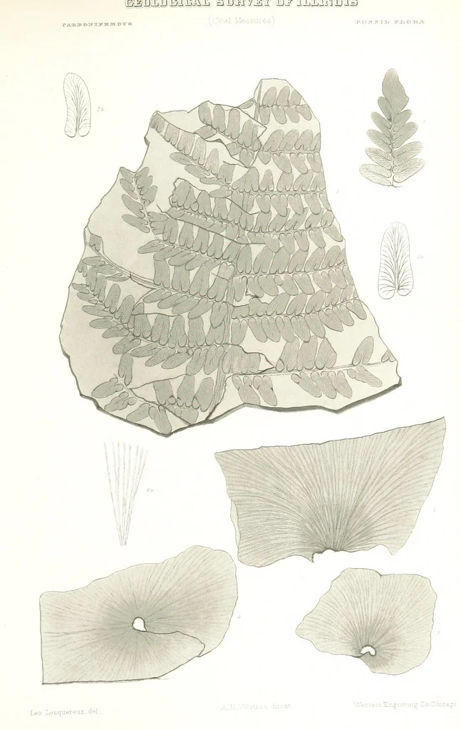 An illustration from Geological Survey of Illinois. A. H. Worthen, Director, 1866, leaf 641