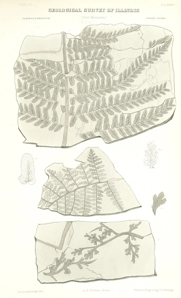 An illustration from Geological Survey of Illinois. A. H. Worthen, Director, 1866, leaf 645