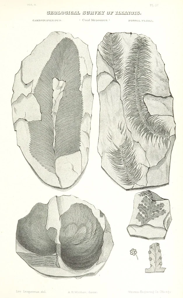 An illustration from Geological Survey of Illinois. A. H. Worthen, Director, 1866, leaf 657