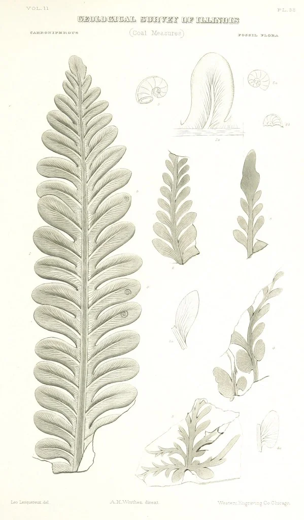 An illustration from Geological Survey of Illinois. A. H. Worthen, Director, 1866, leaf 661