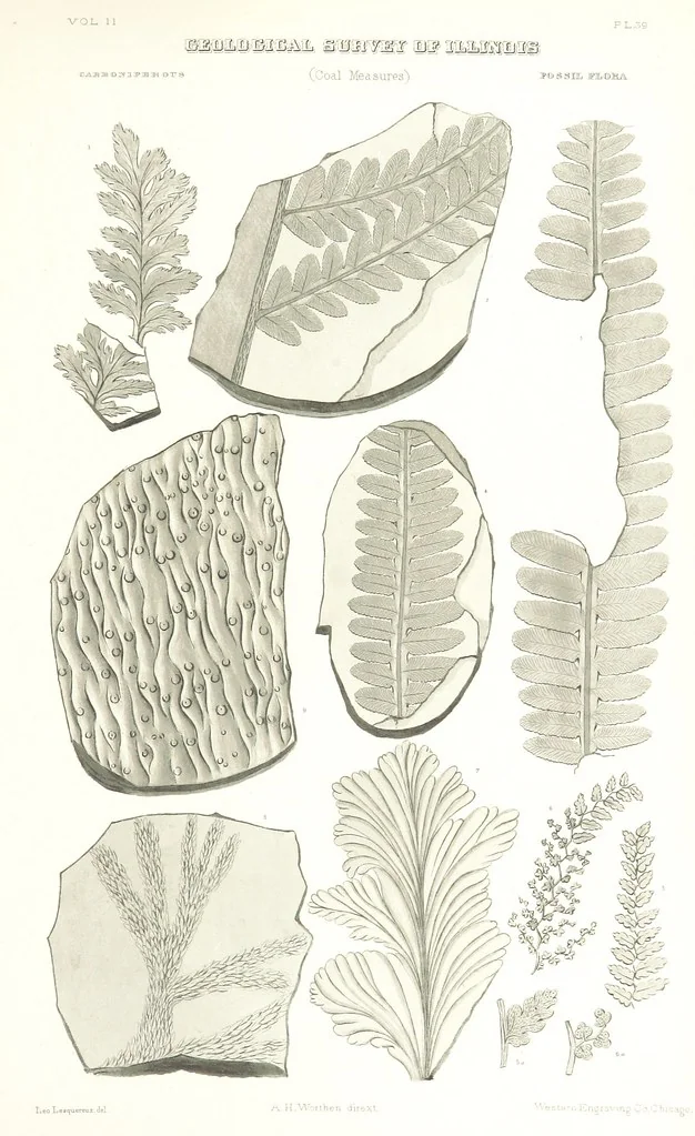 An illustration from Geological Survey of Illinois. A. H. Worthen, Director, 1866, leaf 665