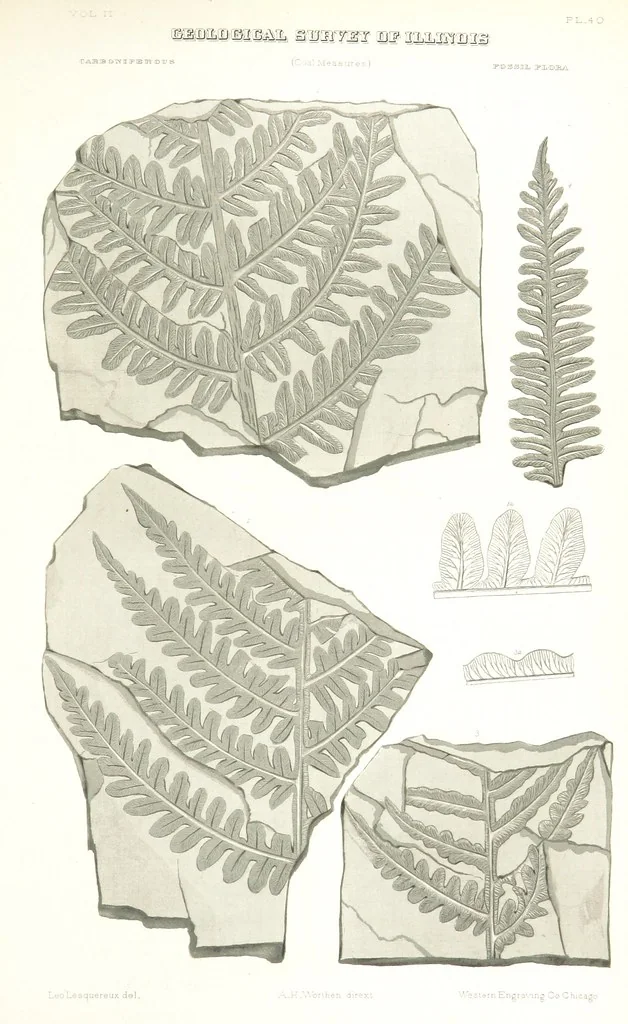 An illustration from Geological Survey of Illinois. A. H. Worthen, Director, 1866, leaf 669