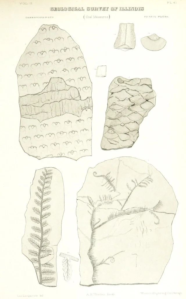 An illustration from Geological Survey of Illinois. A. H. Worthen, Director, 1866, leaf 673
