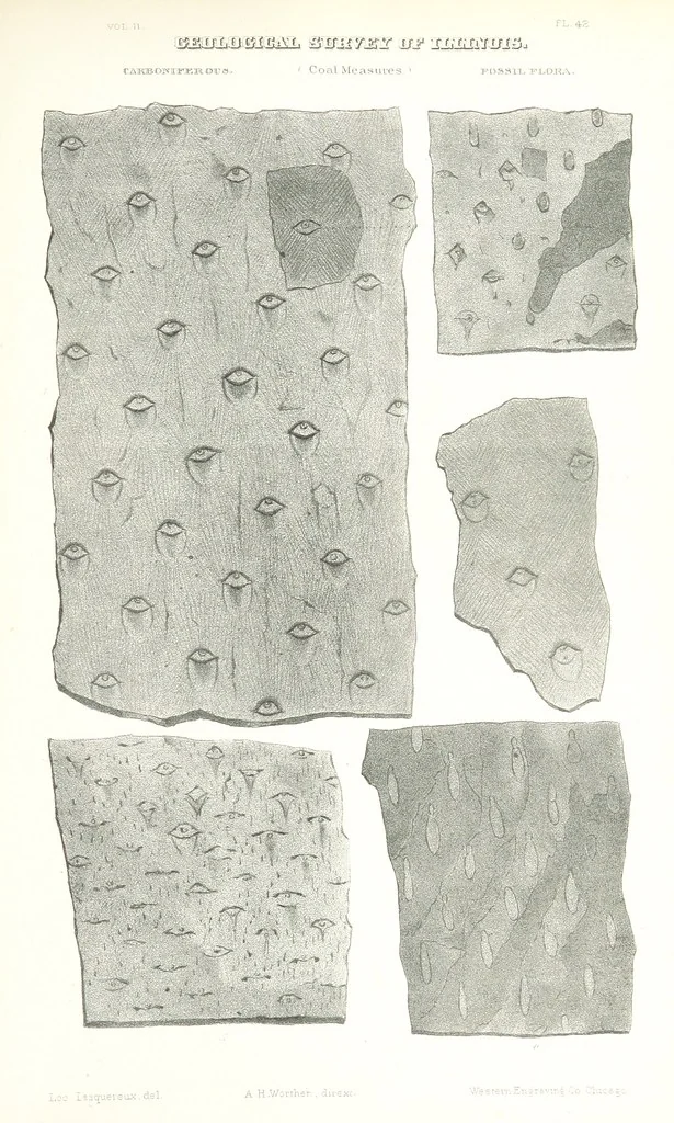 An illustration from Geological Survey of Illinois. A. H. Worthen, Director, 1866, leaf 677