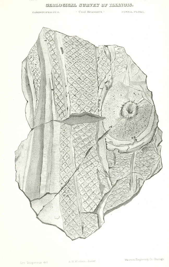 An illustration from Geological Survey of Illinois. A. H. Worthen, Director, 1866, leaf 681