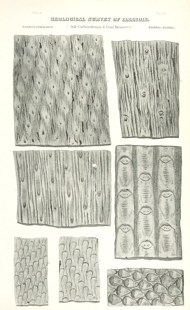 An illustration from Geological Survey of Illinois. A. H. Worthen, Director, 1866, leaf 685
