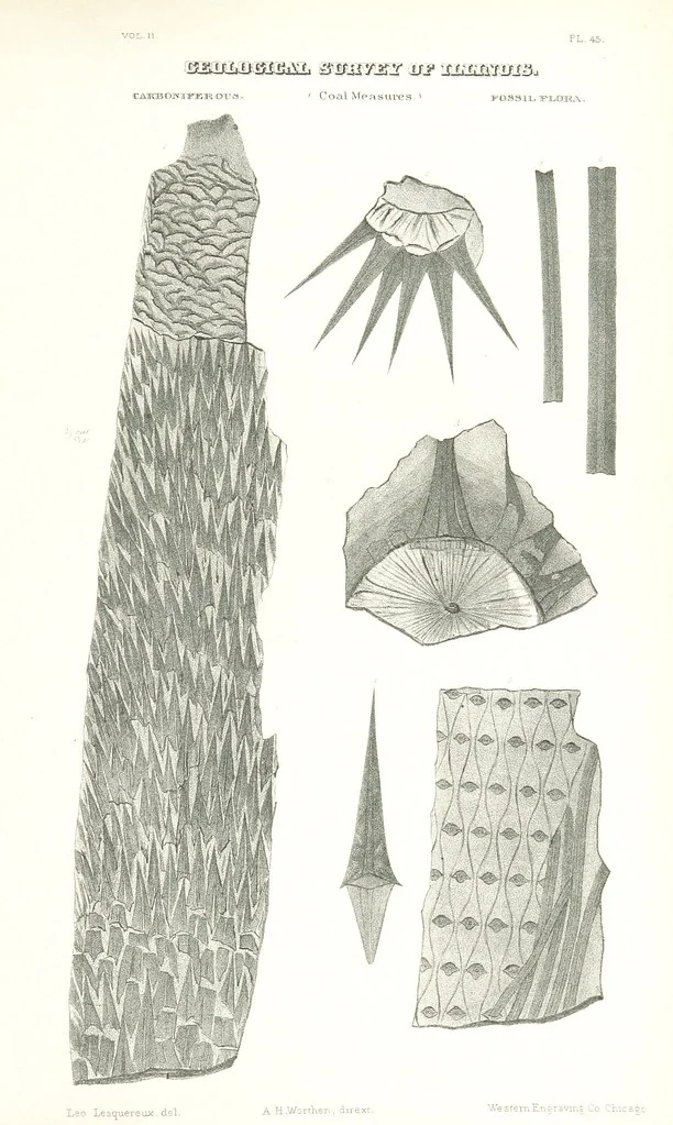 An illustration from Geological Survey of Illinois. A. H. Worthen, Director, 1866, leaf 689