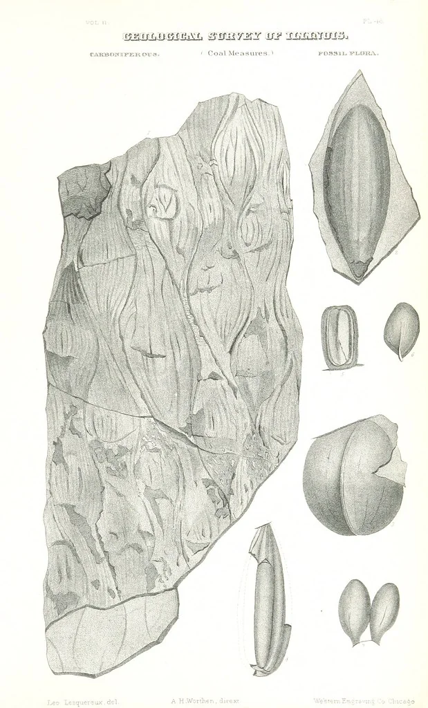 An illustration from Geological Survey of Illinois. A. H. Worthen, Director, 1866, leaf 693