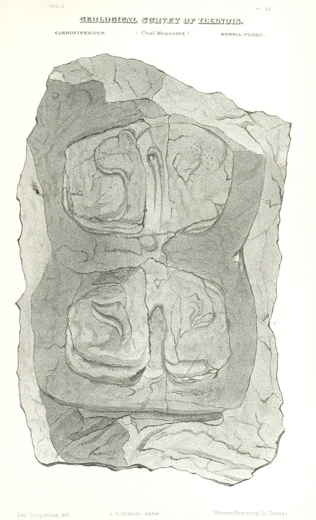 An illustration from Geological Survey of Illinois. A. H. Worthen, Director, 1866, leaf 701