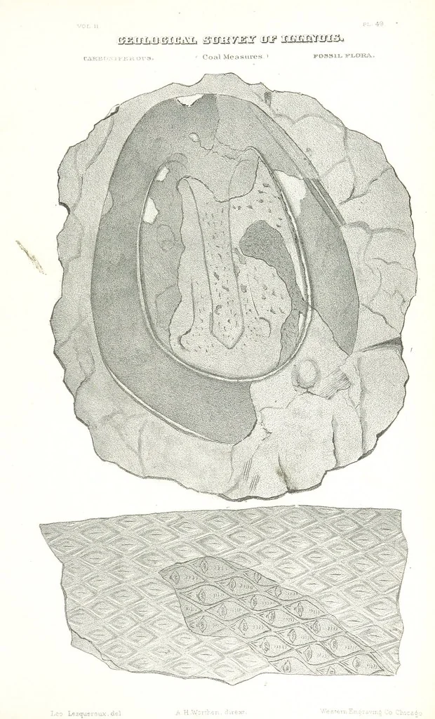 An illustration from Geological Survey of Illinois. A. H. Worthen, Director, 1866, leaf 705