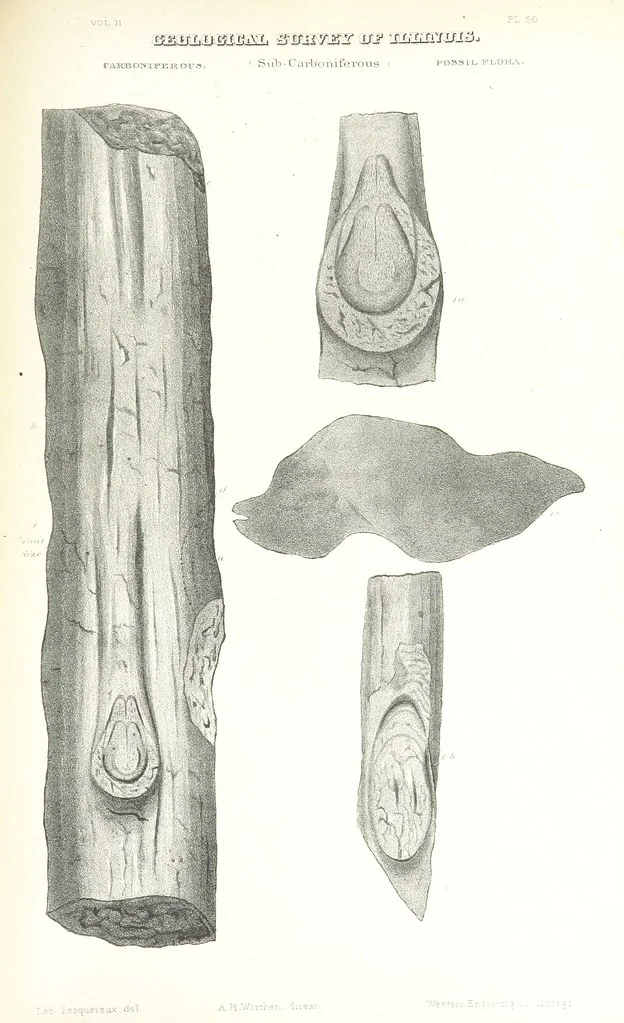 An illustration from Geological Survey of Illinois. A. H. Worthen, Director, 1866, leaf 709