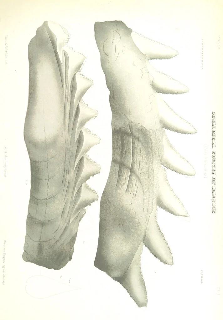 An illustration from Geological Survey of Illinois. A. H. Worthen, Director, 1866, leaf 537