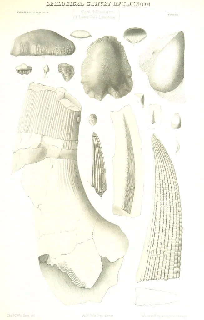 An illustration from Geological Survey of Illinois. A. H. Worthen, Director, 1866, leaf 541
