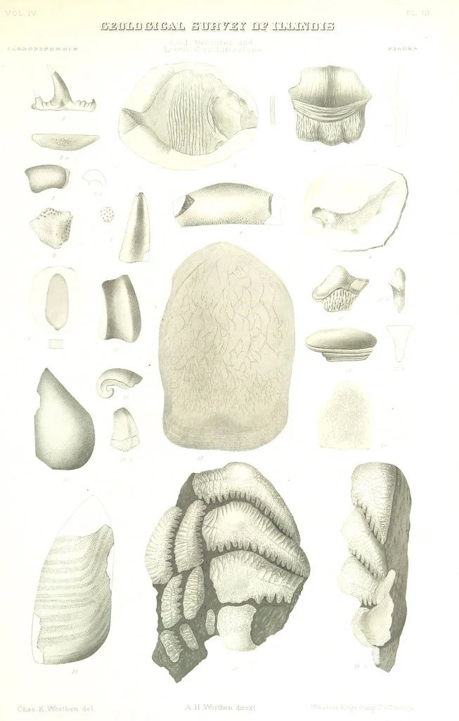 An illustration from Geological Survey of Illinois. A. H. Worthen, Director, 1866, leaf 545