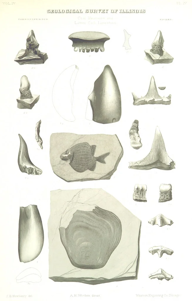 An illustration from Geological Survey of Illinois. A. H. Worthen, Director, 1866, leaf 549