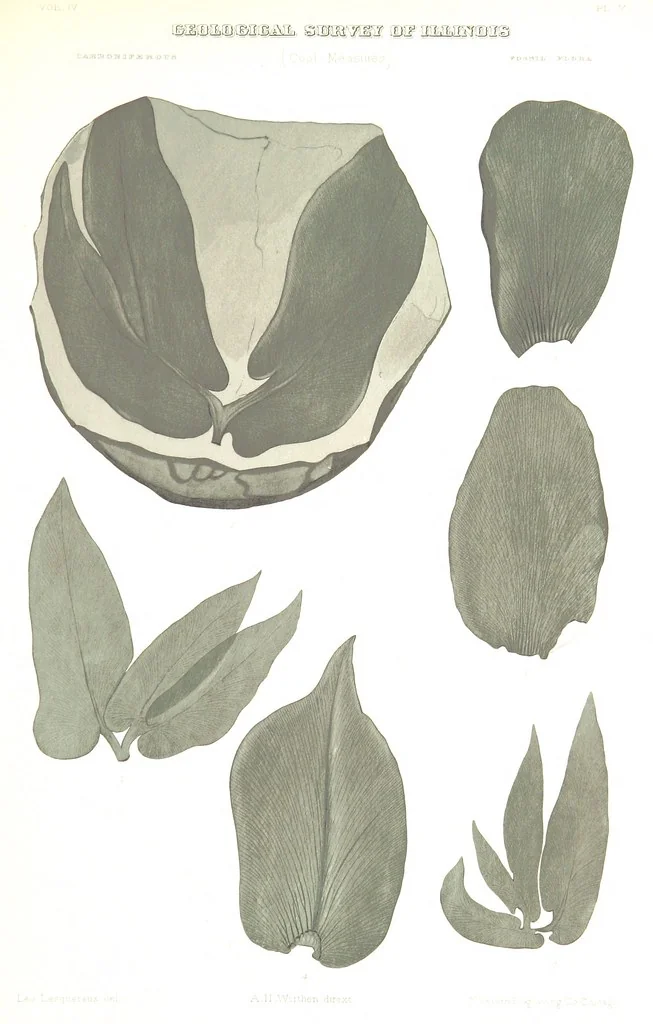 An illustration from Geological Survey of Illinois. A. H. Worthen, Director, 1866, leaf 553