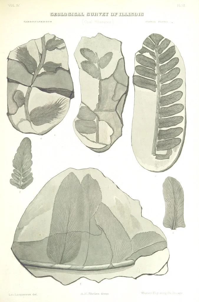 An illustration from Geological Survey of Illinois. A. H. Worthen, Director, 1866, leaf 557