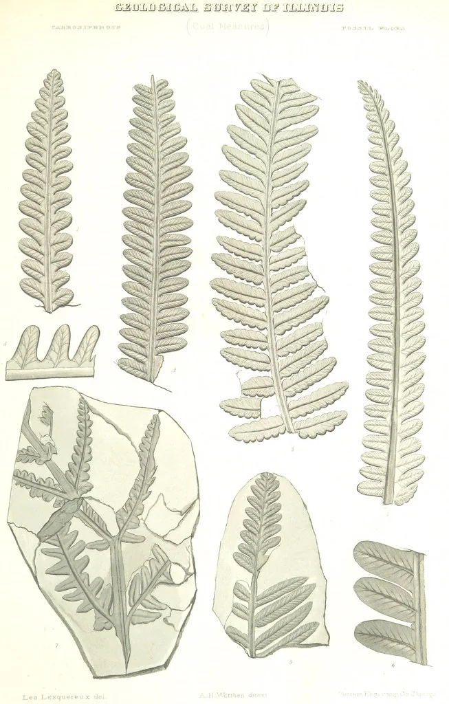 An illustration from Geological Survey of Illinois. A. H. Worthen, Director, 1866, leaf 569