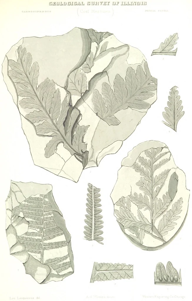 An illustration from Geological Survey of Illinois. A. H. Worthen, Director, 1866, leaf 573
