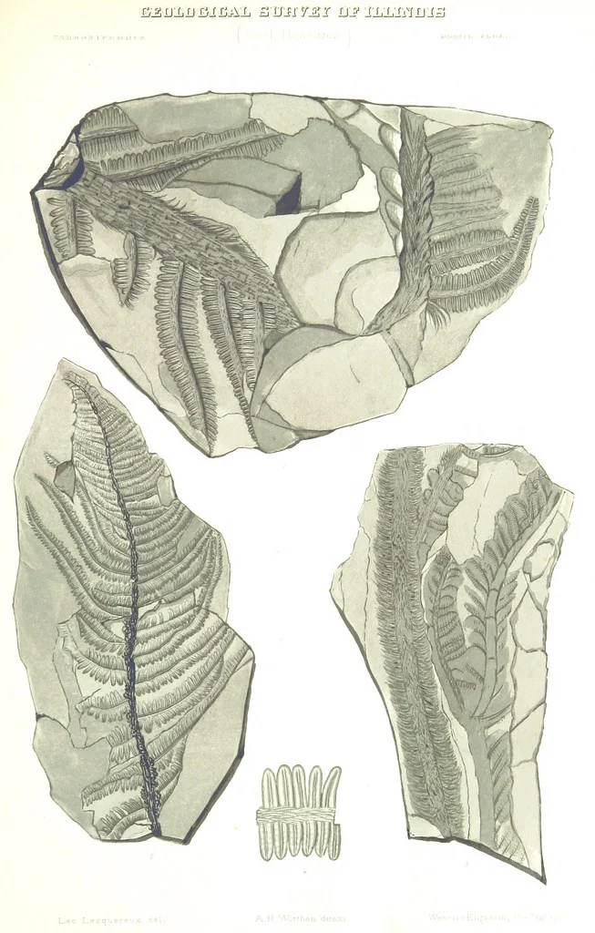 An illustration from Geological Survey of Illinois. A. H. Worthen, Director, 1866, leaf 581